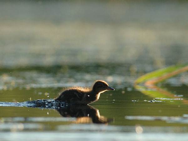 Tavi, Common Teal, Anas crecca